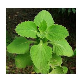 Forskolin 20% extrakt - Coleus Forskohlii - 10g
