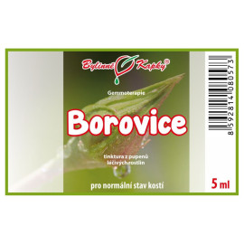 Borovicové pupeny 5 ml - gemmoterapie