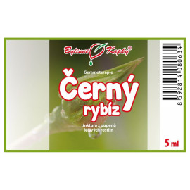 Poupata černého rybízu 5 ml - gemmoterapie