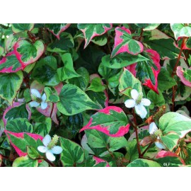Houttuynia cordata - Houttuynia cordata - 250g nasekaná