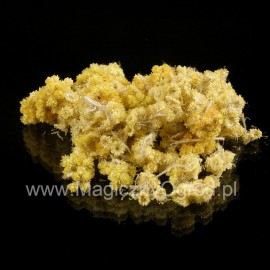 Jahodový pískový květ - Helichrysum arenarium - 25g celý