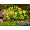 Semena kopru - Anethum graveolens - 100g