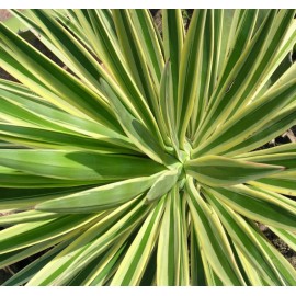 List juky - Yucca aloifolia - 100g nasekaný