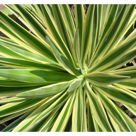 List juky - Yucca aloifolia - 100g nasekaný