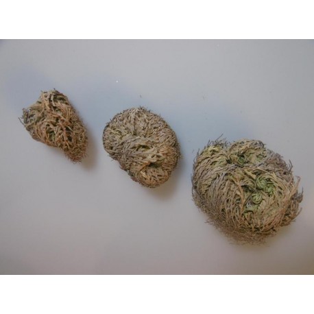 Růže z Jericha - Selaginella lepidophylla - 10x velká