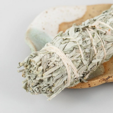 Pelyněk Bundle střední - Artemisia ludoviciana