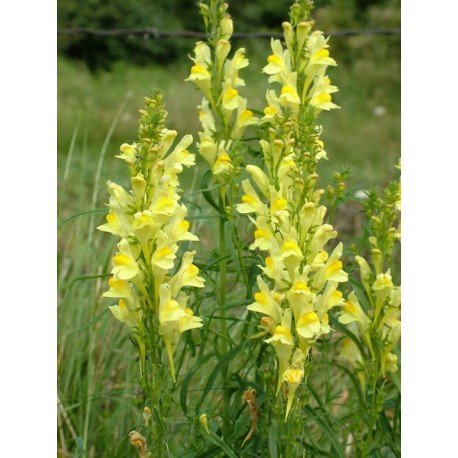 Linaria vulgaris - 100g nasekaných