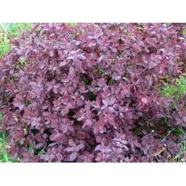 List škumpy chlupaté - Cotinus coggygria - 50g nasekaných