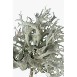 Islandský lišejník - Cetraria islandica - 50g nasekaných