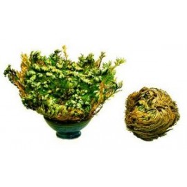Růže z Jericha - Selaginella lepidophylla - velmi velká