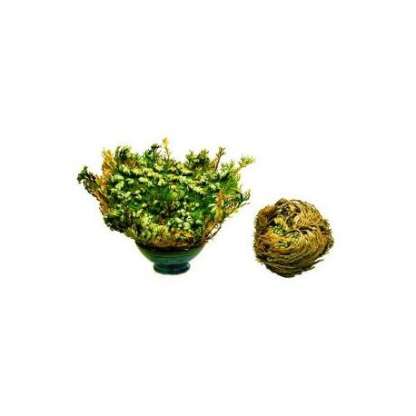 Růže z Jericha - Selaginella lepidophylla - 10x velká