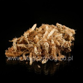 Borové šišky - Pini gemmae - 100g