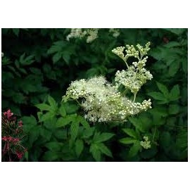 Jilm řebříček obecný - Filipendula ulmaria - 100g nasekaný